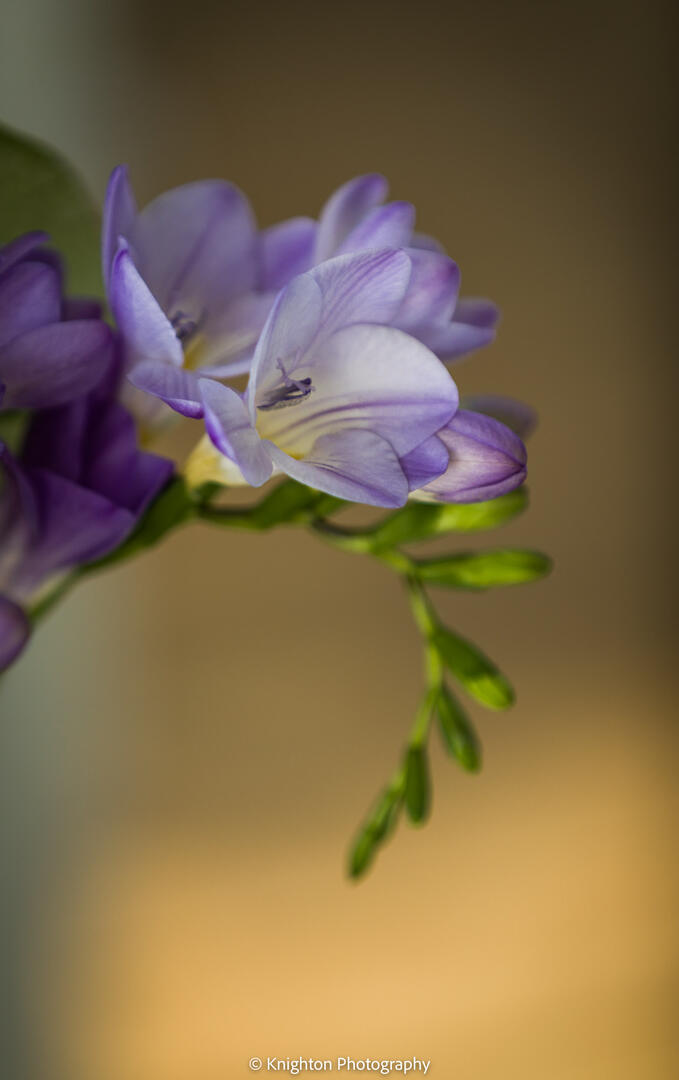 Flower close up Flower close up
