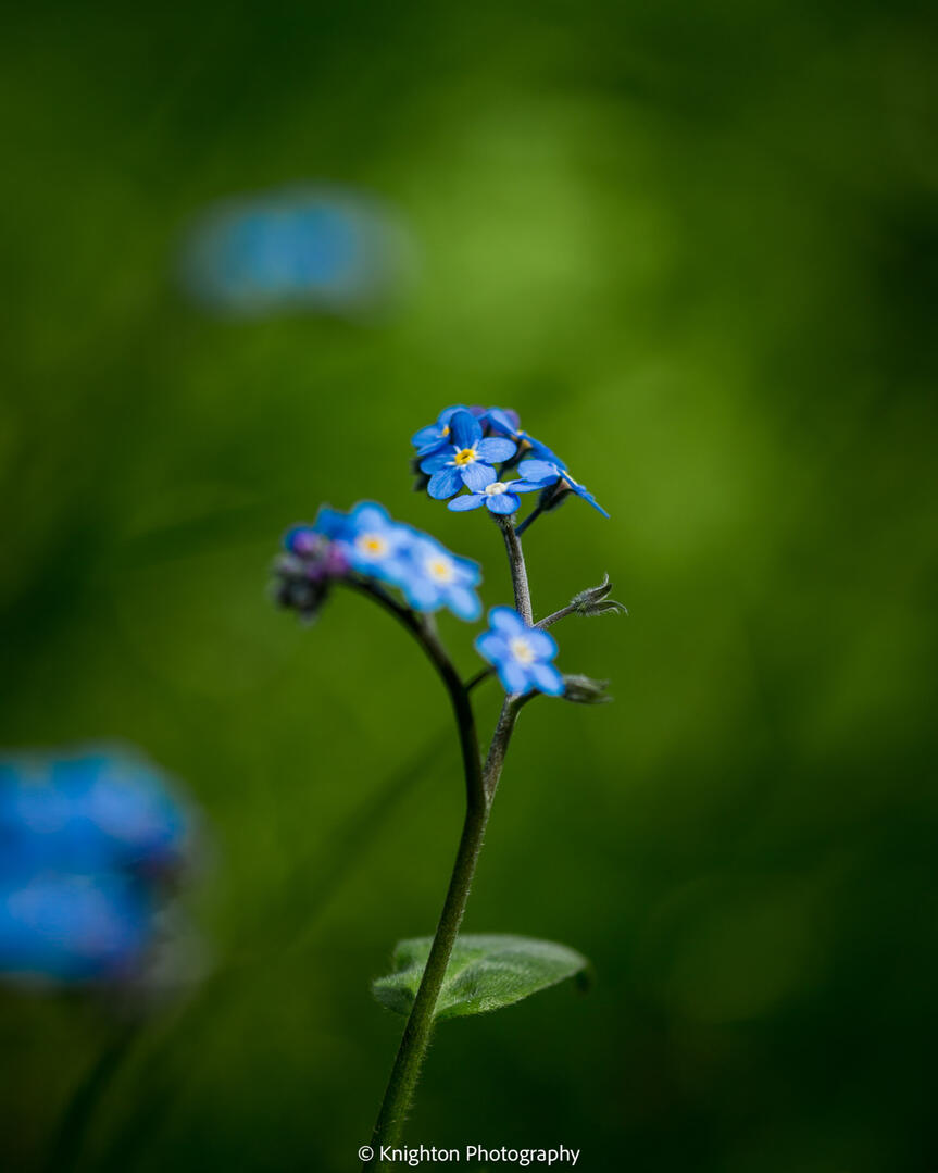 Forget Me Not flower