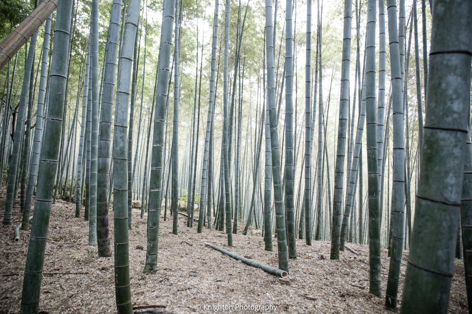 Bamboo forest, Kyoto Japan